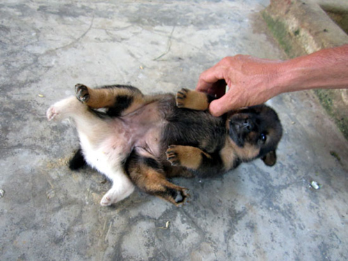 Nhiều[-]người[-]tới[-]xem[-]và[-]đặt[-]mua[-]con[-]có[-]6[-]chân,[-]2[-]bộ[-]phận[-]sinh[-]dục[-]này[-]về[-]nuôi[-]nhưng[-]anh[-]Ninh[-]không[-]bán.[-]